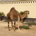 للبيع بعير كفو على سلاله سلمان الفصام