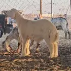 مشروع فحل تم البيع