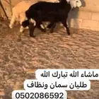 طليان سمان ونظاف