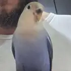 روز ازرق اليف