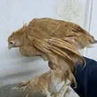 صوص براهما