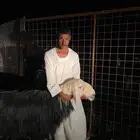 للبيع طلي نجدي فاخر