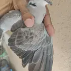 ياكريم هولندي هجين