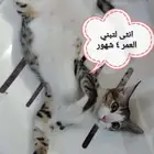 قطط لتبني