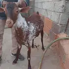 تيس فحل اوشح ادهم