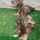 طبه هندي اخوان فاخره