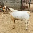 للبيع فحل بيشي صنف ومعرف