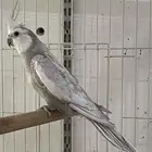كروان ذكر اميرالد