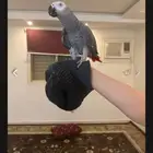 كاسكو للبيع اليف متكلم
