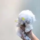 مالتيز بيور حجم صغير اصول مستورده