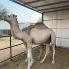 حشو للبيع مفاريد طيبة