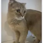 قطع