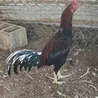 ديك باكستاني ماشاء الله