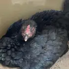 مطلوب دجاجه راقده علا البيض