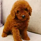 Mini toy poodle and pomerinanبودل وبومرينيم