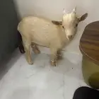 ماعز قزم ذكر