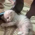 قطط سكوتش للبيع