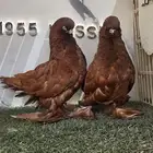 زوج لونق فيس احمر مستوى (( تم البيع ))