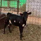 تيس صلالي
