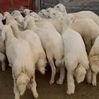 ذبايح طليان حري سواكن مع الذبح والتوصيل