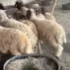 خرفان للبيع