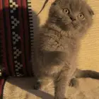 سكوتش فولد بلو مميز و حنون للبيع