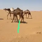 حواره للبيع