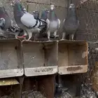حمام زاجل للبيع