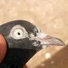 رام بوري