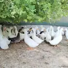 بط بكيني وشرشيري