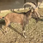 معزا متابيع لون الصيد ولد وعل