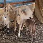 نعاج سواكنيات