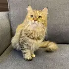 قطه مع اغراضها كامله