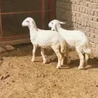 للبيع بهم ماعز بيشي واثنين طليان