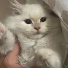 قطط سكوتش هملايا