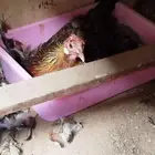 دجاجه فري أصيل محضنه على البيض