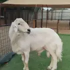 فحل حري فاخر