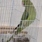 ببغاء