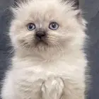 قطط صغار مون فيس