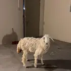 رخل حريه