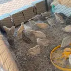 سمان كريمي و عايدي بشاير و امهات منتجه