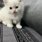 قطط للبيع
