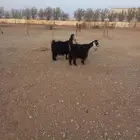 معزا حصيب الخرج