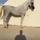 حصان مصري بيور فحل