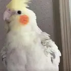 ببغاء فنان للبيع