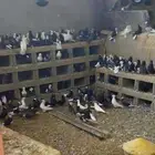 حمام منوع لأهل الصقور وكذلك لهواة تربية الحمام