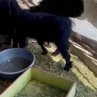 تيس بري لحم و شحم