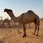 للبيع فحل اصفر