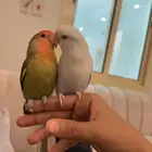 ببغاء روز