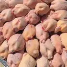 طيور دخل محلي كميه قليله سعر طيب